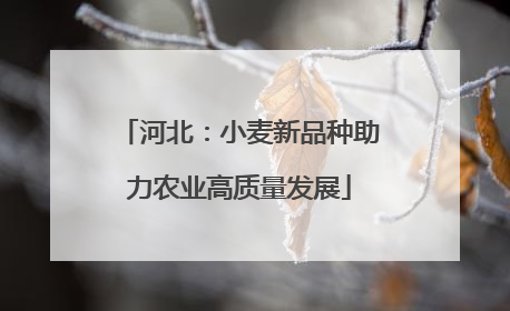 河北：小麦新品种助力农业高质量发展
